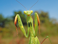 ウスバカマキリ