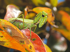 ハラビロカマキリ