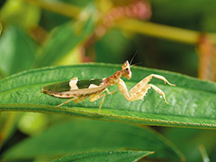 トガリメニシキカマキリ