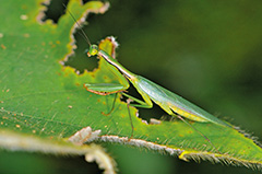 アナサルチャヒメカマイリ