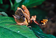 ボクサーカマキリ