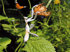 狩りをするハナカマキリ