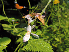 狩りをするハナカマキリ