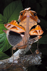 ヒシムネカレハカマキリ