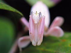 ハナカマキリ