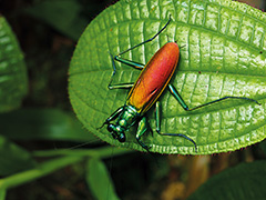 ケンランカマキリの雌