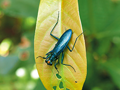 ケンランカマキリの雄