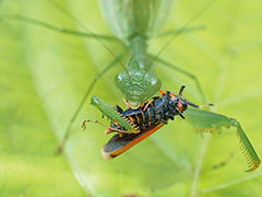 狩りをするシタベニアヤメカマキリ