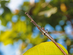 エダカマキリ