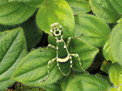 ヒョウモンカマキリ