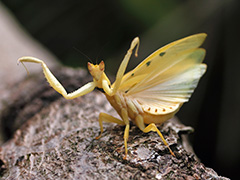 ヒメハナカマキリ