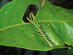 ゼブラカマキリ