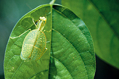 ゴウシュウコノハカマキリ