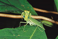 ゴウシュウミドリカマキリ