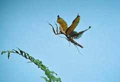 飛翔するナンベイカレハカマキリ