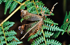 ナンベイカレハカマキリ