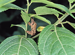 ファルカタナンベイカレハカマキリ