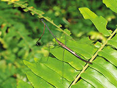 ペルプルクラホソエダカマキリ