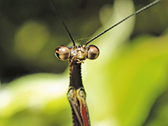 ペルプルクラホソエダカマキリ