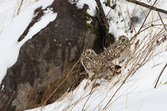 コミミズクのペア