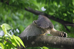 チョウゲンボウの幼鳥