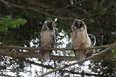 トラフズクの親子