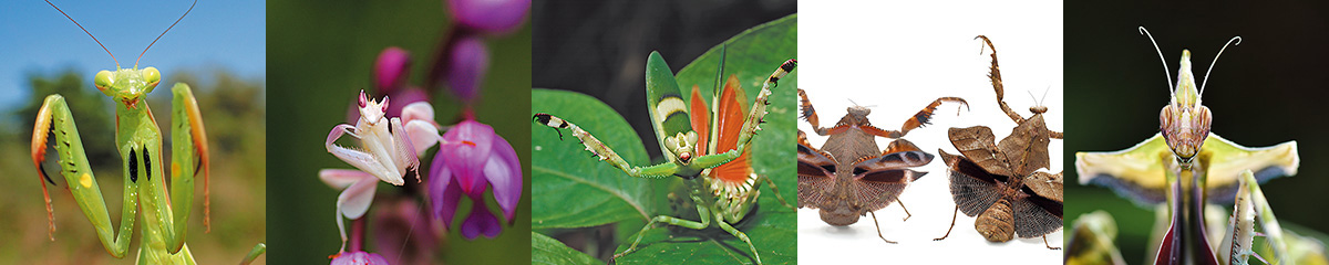 世界のカマキリ